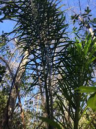 Image result for Syagrus romanzoffiana