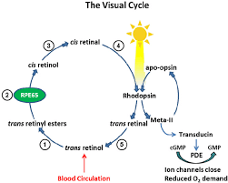 Processing Of Vitamin A In The Visual Cycle Enzymatic