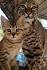 Pixie Bobcats & Polydactyl Kittens for Sale | Bobcat Legends