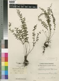 Image result for Aneilema dregeanum