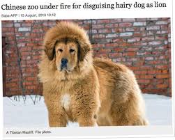 We did not find results for: Today Top 31 Funny Images Rare Dog Breeds Tibetan Mastiff Rare Dogs