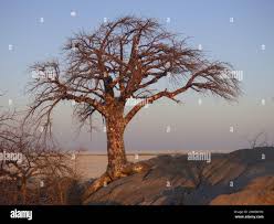 Image result for Sterculia africana