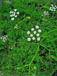 Image result for Oenanthe