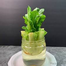 Harvesting loose leaf lettuces this way allows the plant to continue growing and producing leaves, providing you with fresh lettuce for months rather than for a. How To Re Grow Lettuce Walking On Sunshine Recipes