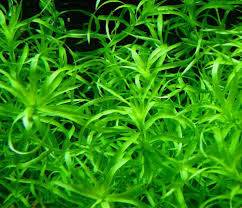 Image result for Eriocaulaceae