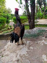 Maybe you would like to learn more about one of these? Ayam Mangon Ciri Ciri Kelebihan Kekurangan Dan Cara Merawatnya Syahrulanam Com