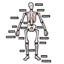 Here are a few interesting facts about the human body (2) (8) (9) (10). Learning About Bones Fun Hands On Activities For Kids