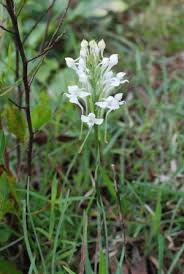 Image result for Habenaria chirensis