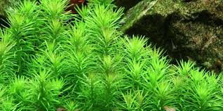 Image result for Pogostemon aquaticus