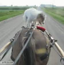 Dog Rides Horse Horses Unusual Animal Friends Horse Funny Videos