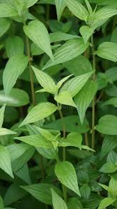 Image result for Pouzolzia parasitica