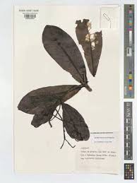 Image result for Rhaphiostylis beninensis