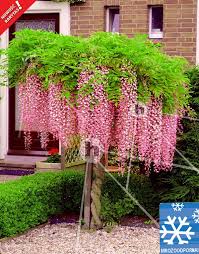 Glicynia Chinska Rozowa Wisteria Sinensis Rosea Hyzop Katalog Wysylkowy Garden Decor Projects Vegetable Garden Tips Creative Gardening