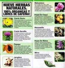 Iaso Tea Nueve Hierbas Naturales 100 Organicas Y Libres De Cafeina Iaso Ingredientes Del Te Son Una Mezcla Especial De Seguros Y Co Iaso Tea Fruit Remedies