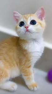 صوت يحمل دفء الأرض و رقة النهرين، يحمل أحزان جلجامش و إن كي دو ، صوت كرائحه الشال الأسود الذي تتلفح به . Ù…Ù† Ø¥Ø¨Ø¯Ø§Ø¹ Ø§Ù„ÙÙ†Ø§Ù† Ø§Ù„Ø±Ø§Ø­Ù„ Ø±ÙŠØ§Ø¶ Ø§Ø­Ù…Ø¯ Ù…Ø¹Ø¬Ø¨ÙŠÙ† Ø§Ù„ÙÙ†Ø§Ù† Ø±ÙŠØ§Ø¶ Ø¢Ø­Ù…Ø¯