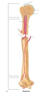 Those reasons can come off the bones of the diagram. A P Ch 6 1 Anatomy Of A Long Bone Diagram Quizlet