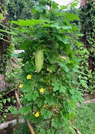 Image result for Momordica charantia