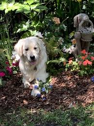 Come join the discussion about breeds, training, puppies, food reviews, service. English Creme Golden Retrievers Bailey Specialneedspuppy Follow On Facebook Bailey S Journey Our English Creme Golden Retriever Puppies Golden Retriever