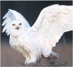 Snowy Owl (Nyctea scandiaca) {!--흰올빼미-->