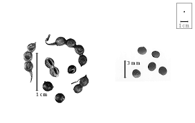 Image result for Antopetitia abyssinica