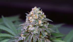 What better time to bring into the world a nice ripe, plump baby? An In Depth Review Of The Birthday Cake Strain Updated 2020