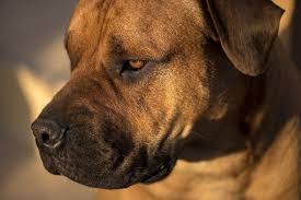 Good luck to 70 habitats of the black bowball! The Boerboel An Ultimate Guide To The Gentle Guardian Animalso