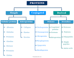 Protein - Definition, Classification, Structure