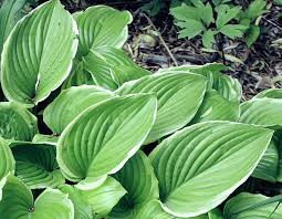 Any tree serves to help form the backbone of the landscape, but flowering trees add pizazz to a yard in a way that few other plants. Poseidon Hosta K K Gardens