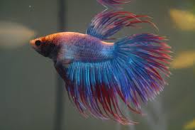 A betta fish that gives many profits is white dragon king crown betta. Be Blown Away By Color With The Crowntail Betta