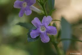 Image result for Freylinia