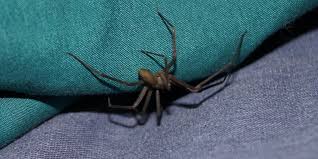 What are the signs and symptoms of a brown recluse spider bite? Dangerous Spider Bites Idaho Brown Recluse Spider Get Lost Pest Control