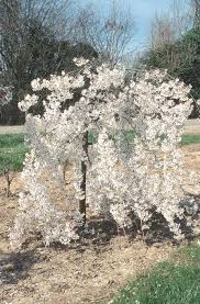 Tree with white flowers uk. A Glimpse Of Spring Prunus Incisa Pendula Very Graceful Small Weeping Cherry Tree Delicate Small Garden Trees Uk Weeping Cherry Tree Small Trees For Garden