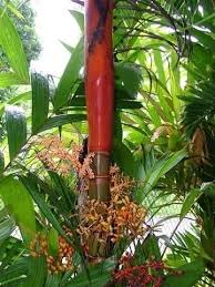 Areca Vestiaria Crown Red Betel Nut Palm Trees To Plant Tropical Plants Plants