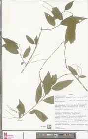 Image result for Erythrococca atrovirens