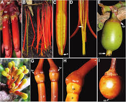 Image result for Loranthaceae