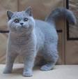 British Shorthair Kittens For Sale In Florida