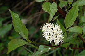 Image result for Sericorema sericea