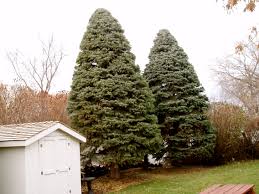 Let's say if one value is under a certain percentage in comparison. 12 Things You Should Know About Pruning In Red Deer Wild Rose Tree Service