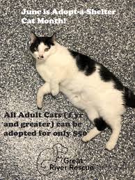 Schnauzer rescue of minnesota is a 501c3 tax exempt rescue run by a veterinarian specializing in schnauzers of all sizes. Happy Tails Rescue Mn Reviews