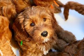 Email us at moocowlabradoodles@gmail.com about our labradoodle puppies for sale as we would love to talk about all things labradoodle with you! What Makes Us Unique