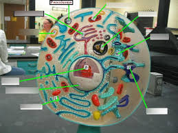 Revise cell structures with bbc bitesize for gcse biology. Plant Cell Vs Animal Cell Model Diagram Quizlet