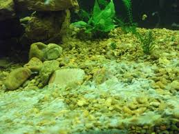 Creepy White Stuff Growing On Bottom Aquarium Advice Aquarium Forum Community
