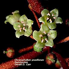 Image result for Sapotaceae