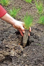 Example sentences from the web for lawn mower. Pin On Grass