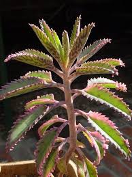 Image result for Bryophyllum