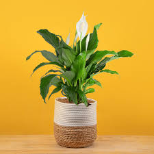 Image result for Spathiphyllum