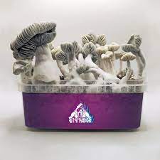 Jack Frost Grow Kit , 1200 ml, high quality magic mushrooms