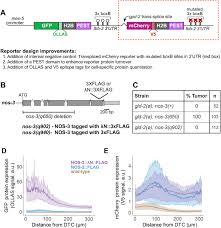 Their customers reviewed them on google and wrote: Tethered Nos 3 A Nematode Nanos Rna Binding Protein Enhances Reporter Expression And Mrna Stability Biorxiv