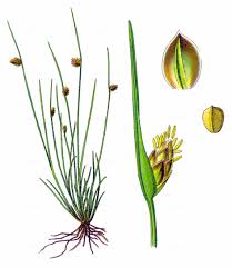 Image result for Isolepis setacea