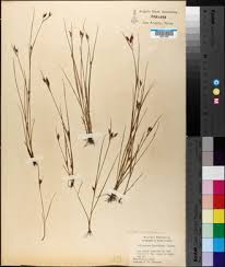 Image result for Rhynchospora eximia